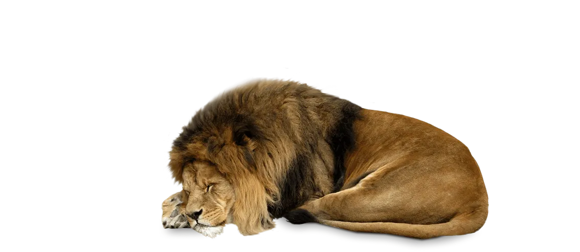 Лев